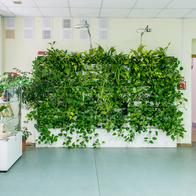 Вертикального озеленения в частной клинике