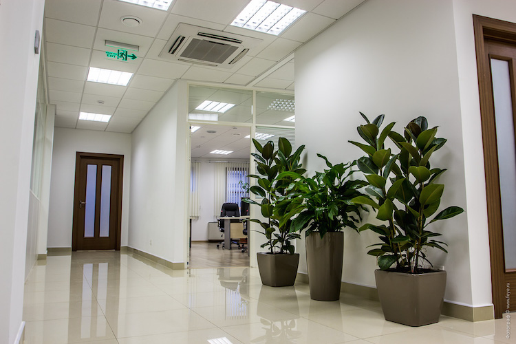 Озеленение офисов, ресторанов, интерьеров под ключ в Москве. Уход за растениями.